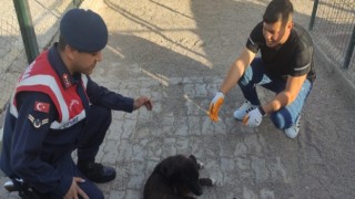 Hasta Köpeğe Jandarma Şefkati