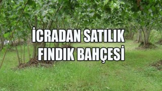 Giresun Çanakcı'da İcradan Satılık 4751 m² Fındık Bahçesi