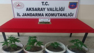 Gülağaç’ta Kenevir Operasyonu
