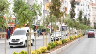 Ağaç Çeşitliliği Arttırılıyor