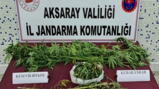Güzelyurt’ta Kenevir Operasyonu: 1 Gözaltı