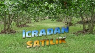 İcradan Satılık Zeytinlik