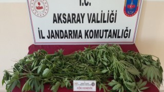 Yasadışı Kenevirle Mücadele Devam Ediyor