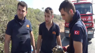 Aksaray İtfaiyesinden Yangın Bölgesindeki Kaplumbağaya Yardım Eli