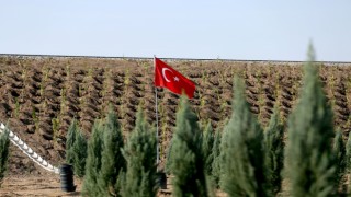 2022’de Yeşil Alan Varlığı Yüzde 20 Arttırıldı