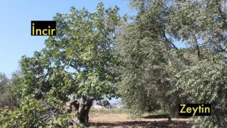 İcradan Satılık Zeytin ve İncir Bahçesi