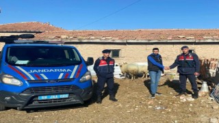 Kayıp Hayvanlar Jandarma Tarafından Bulundu