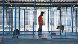 Köpek Barınağı Yaptırılacak