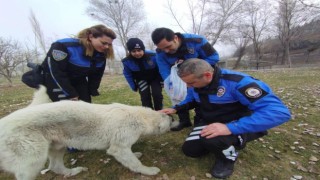 Sokak Hayvanlarını Unutmadılar