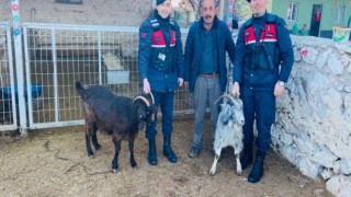Taşpınar’dan Çalınan Keçiler Polatlı’da Bulundu