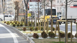 Aksaray Peyzaj Ve Ağaçlandırma İle Güzelleşiyor