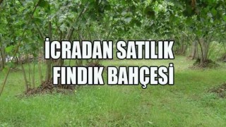 İcradan Satılık Fındık Bahçesi