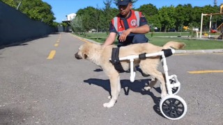 Jandarma Personeli Felçli Köpek İçin Yürüteç Yaptı