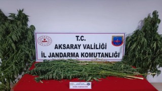 Jandarma 52 Kök Kenevir Ele Geçirdi