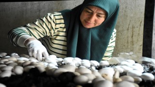 Aksaraylı Kadın Girişimci Devlet Desteğiyle Atıl Arazisini Tarıma Kazandırdı