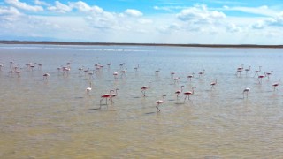 Tuz Gölü Yazlıkçı Flamingoları Ağırlamaya Başladı