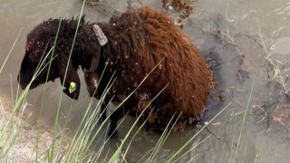 Sulama Kanalına Düşen Koyunu AFAD Kurtardı