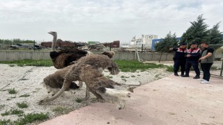 Yasa Dışı Hayvan Ticareti Yapan Kişiye Para Cezası