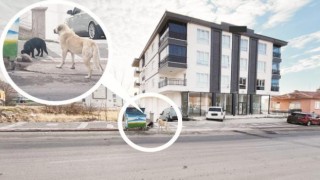 Topladıkları Köpekleri Merkeze Taşıyorlar