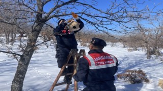 Jandarma Ekipleri Kuşları Unutmadı