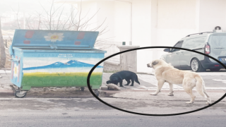 Sahipsiz Sokak Köpekleri İçin Harekete Geçiliyor