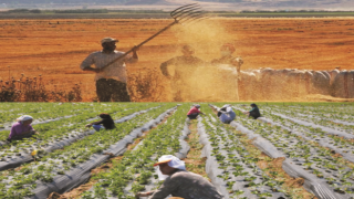 Tarımda Üretici Fiyatları Yükseldi