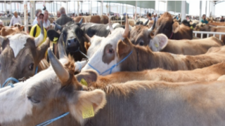 Kurban Bağışı Daha Cazip Geliyor