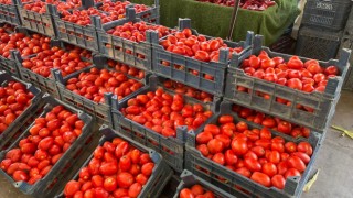 Pazarda Salçalık Sezonu Başladı