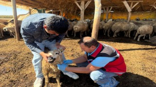 Küçükbaş Hayvanda Vebaya Karşı Çalışma Başlatıldı