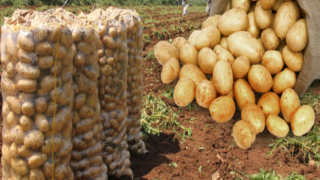 Tarlada Para Etmeyen Patates Pazarda Altın Oldu