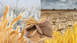 Don ve Kuraklığın Bilançosu Belli Oldu