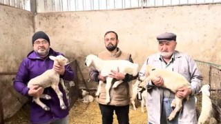 Küçükbaş Hayvan Üreticilerine Müjde
