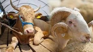 Kurban Bağışı Çok Daha Cazip Gelmeye Başladı