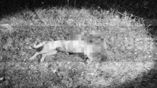Çoban Köpeğini Canice Katletti