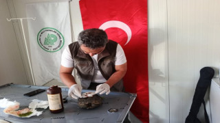 Yaralı Bulunan Kaplumbağa Koruma Altına Alındı