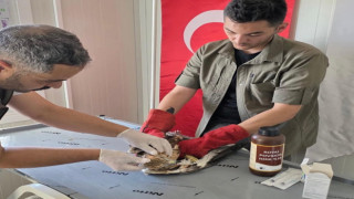 Yaralı Kızıl Şahin Tedavisinin Ardından Doğaya Kanat Çırptı
