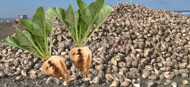 TÜİK “Artış Yüzde 32,06” Derken  TÜRKŞEKER “Yüzde 20 Yeter” Dedi