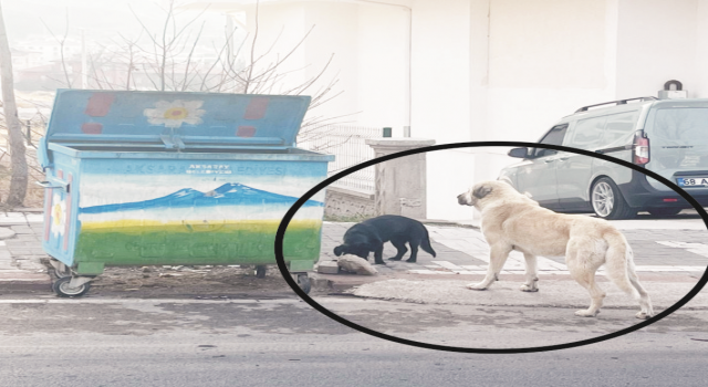 Sahipsiz Sokak Köpekleri İçin Harekete Geçiliyor