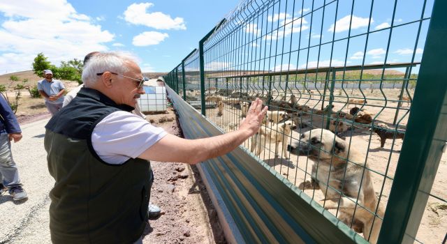 Vali Kumbuzoğlu, Sahipsiz Hayvanlar İçin Hazırlanan Yaşam Alanını İnceledi