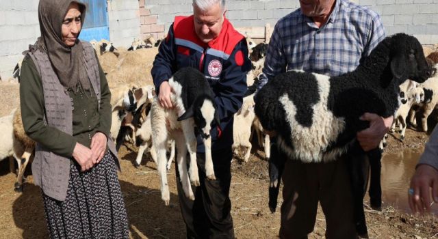 Çobanlıkla Geçen Ömür, Diplomayla Taçlanan Emek