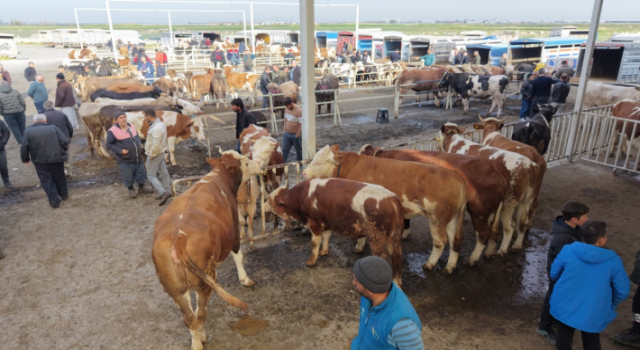 Hayvan Pazarı Bayramın İkinci Gününe Kadar Açık Olacak