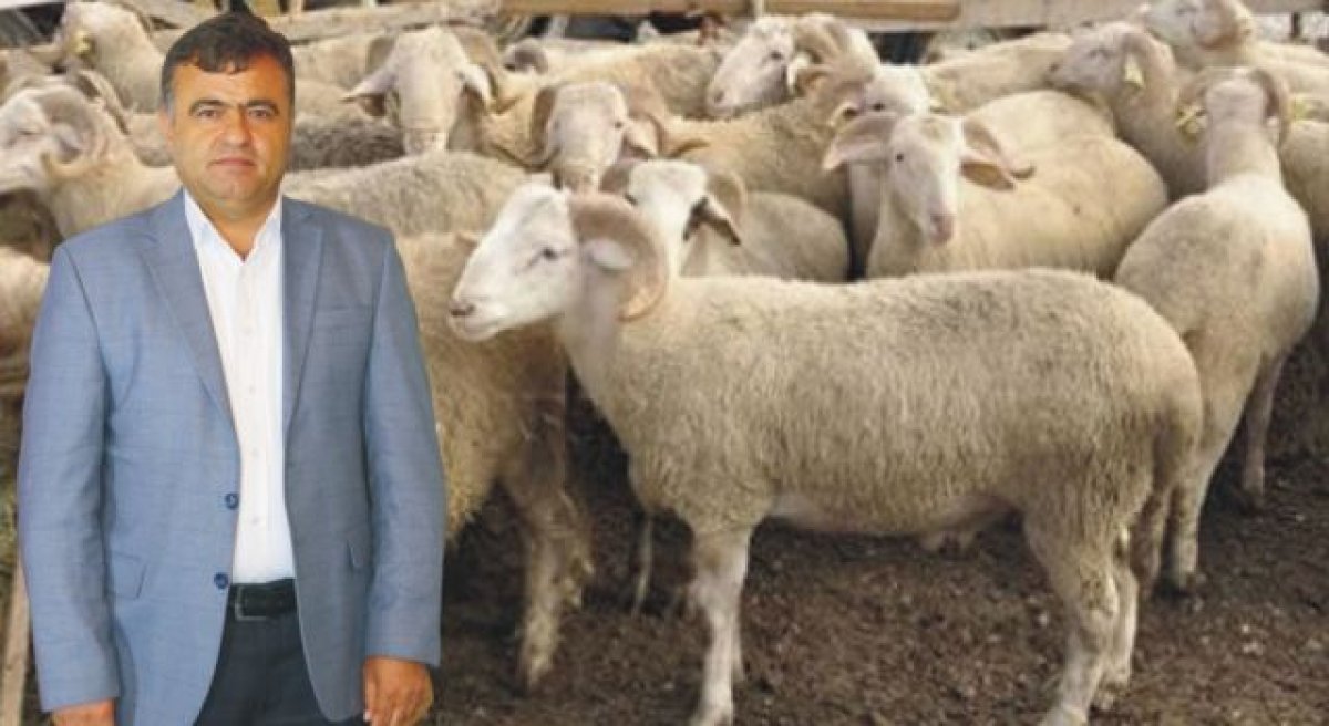 Küçükbaş Hayvancılıkta Kayıp Yüzde 60’a Ulaştı