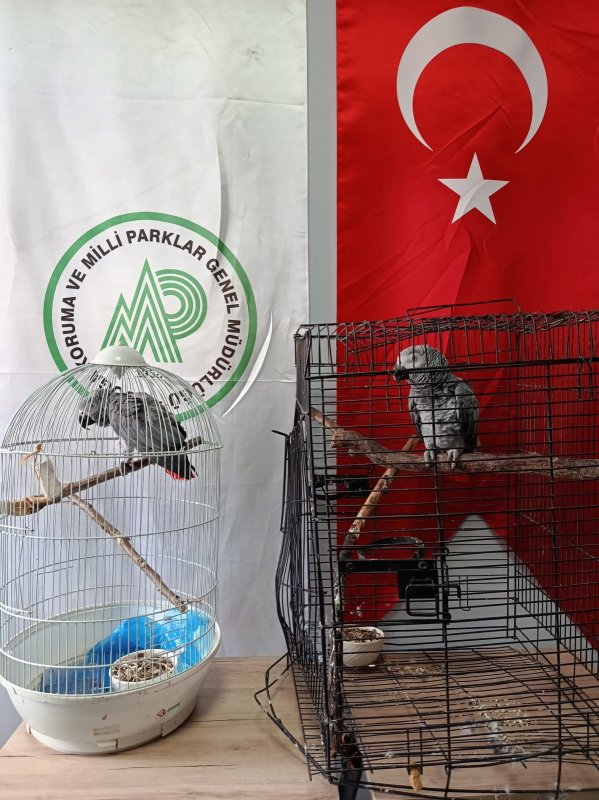 Aksaray DKMP Tarafından 2 Jako Papağanına El Konuldu