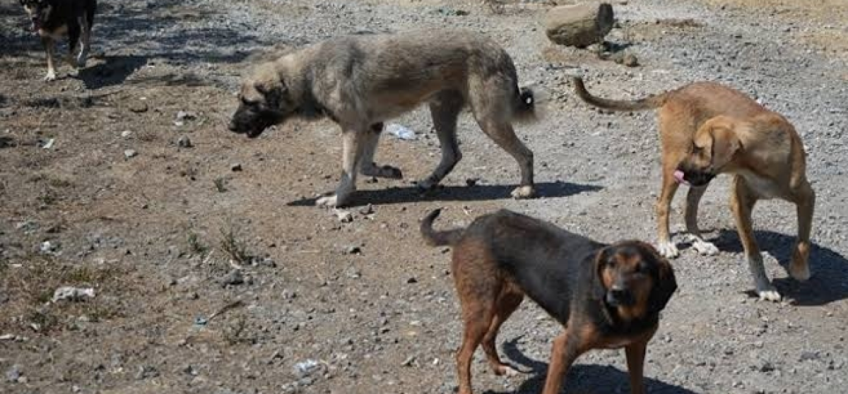 Başıboş Köpekler Endişe Veriyor