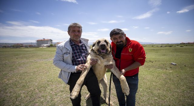 Çoban Köpeği Aksaray Malaklısı Özenle Yetiştiriliyor
