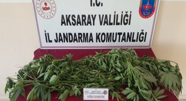 Yasadışı Kenevirle Mücadele Devam Ediyor