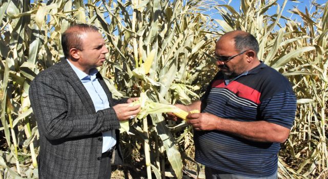 Silajlık Mısırda Verim Beklentisi Yüksek