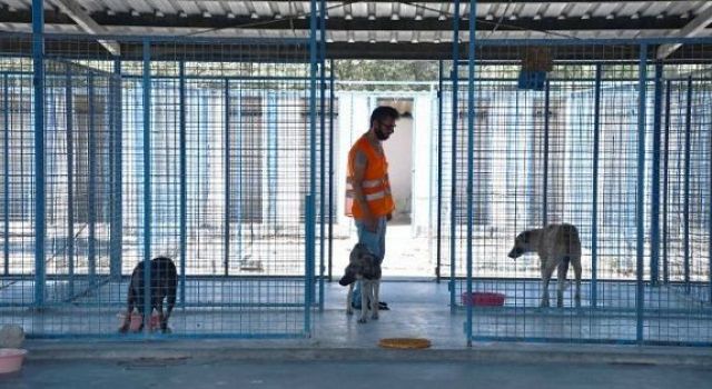 Köpek Barınağı Yaptırılacak