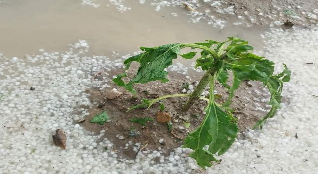 Tarım Arazileri Doluya Teslim Oldu