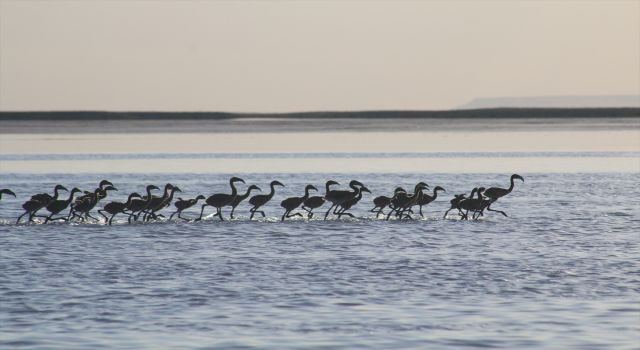 Flamingo Yavruları Tuz Gölü'nde Büyüyor